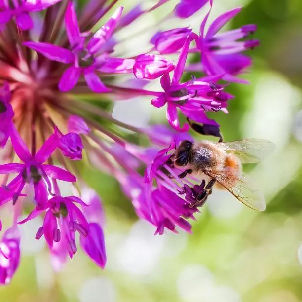 Close up Purple Sensation Allium Flower with Bee