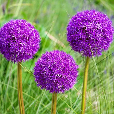 Allium Purple Sensation Flowerheads among grasses