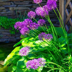 Purple Sensation Allium Underplanted with hostas