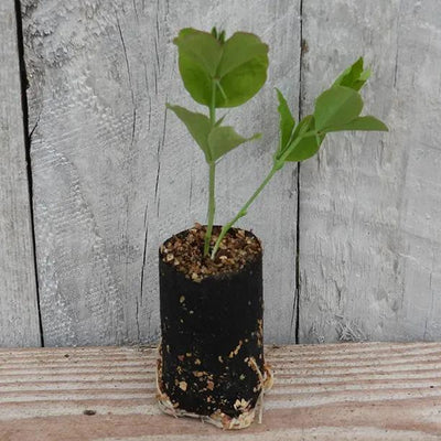 Almost Black Sweet Pea Seedling in a Jumbo Plug Showing Good Root Development