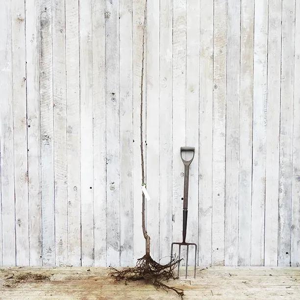 Bareroot Amber Heart Cherry Maiden Tree