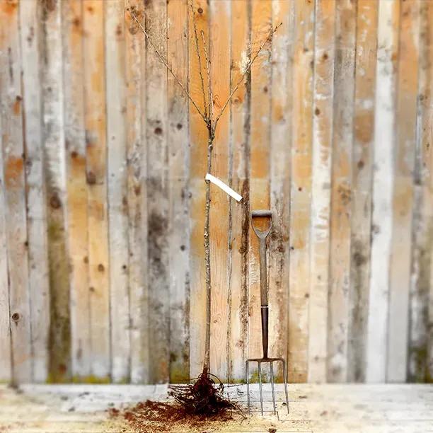 Bareroot Amber Heart Half Standard Cherry Tree