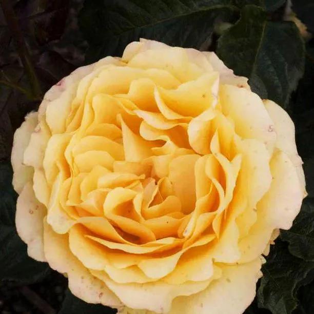Amber Queen Floribunda Rose Flowers