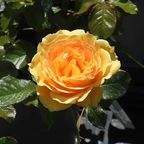 Amber Queen Rose – Deep Gold Fragrant Floribunda AGM ROTY
