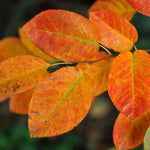 Amelanchier lamarckii autumn leaves