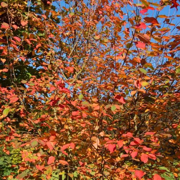 Amelanchier Robin Hill leaves in Autumn
