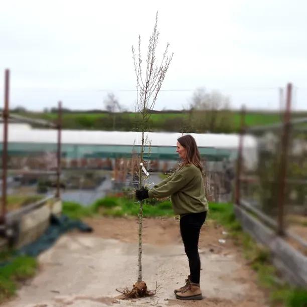 Bareroot Amelanchier Snowy Mespilus 6cm to 8cm girth Standard Tree