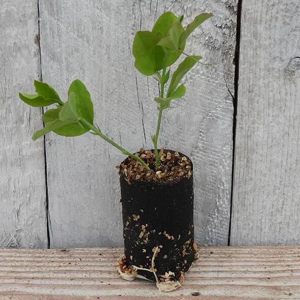 America Pea Seedling in a Jumbo Plug Showing Good Root Development