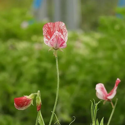 America sweet pea flower