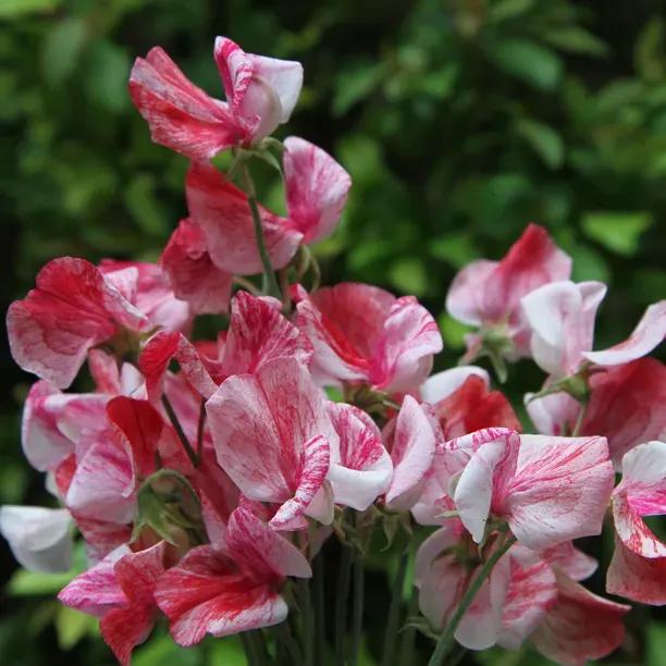 America Sweet Pea Flowers