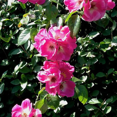 American Pillar Rose Flowers