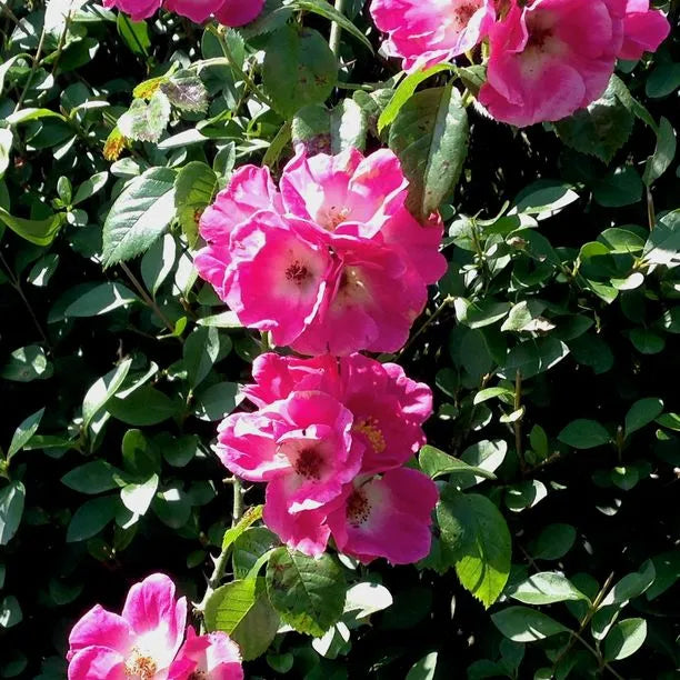 American Pillar Rose Flowers