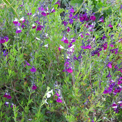 Purple salvia flowers in a garden bed