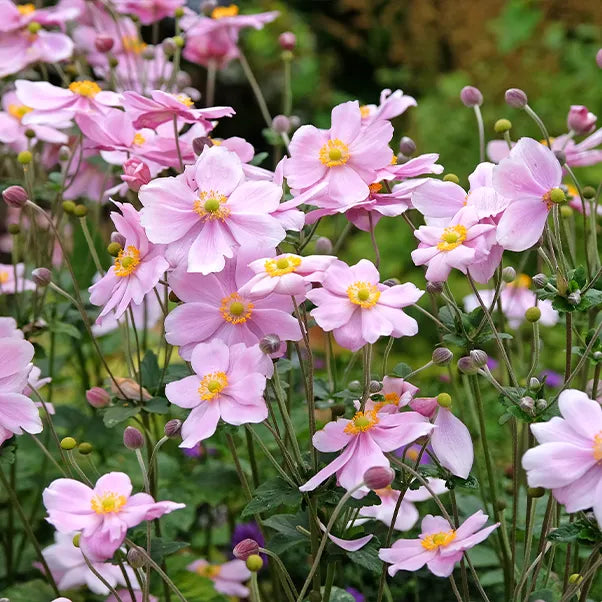 Pale pink Hybrid Japanese anemone 'Queen Charlotte' in Flower