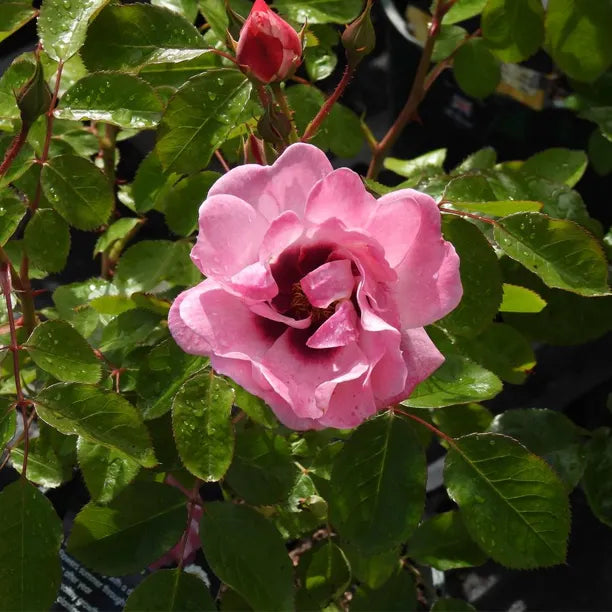 Close up of pink rose "Angel Eyes"