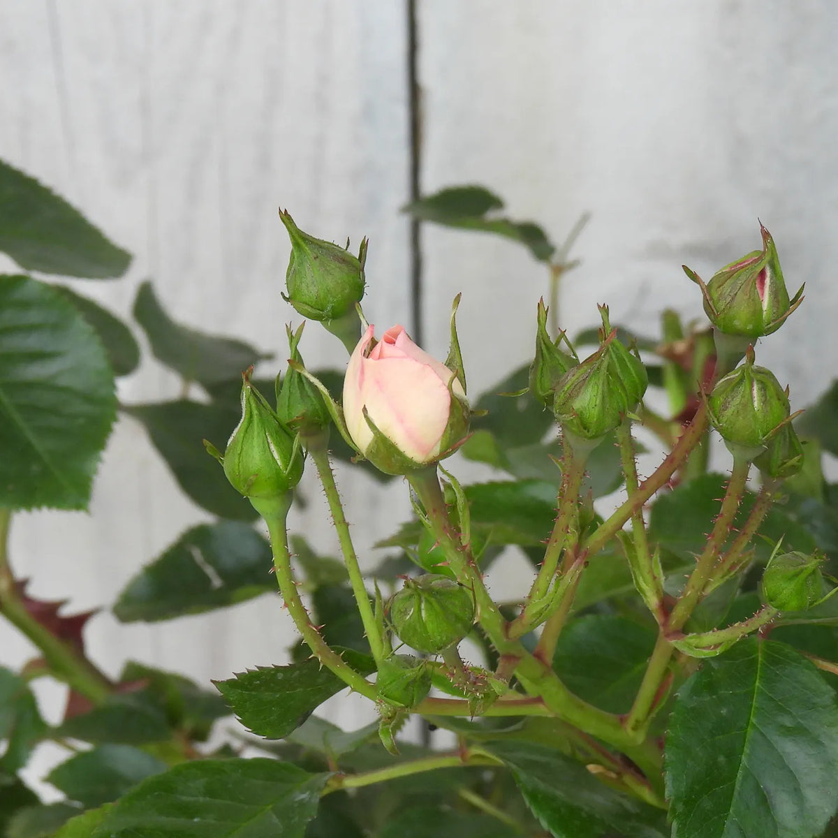 Close-up of a pink rosebud surrounded by green leaves against a white wall.