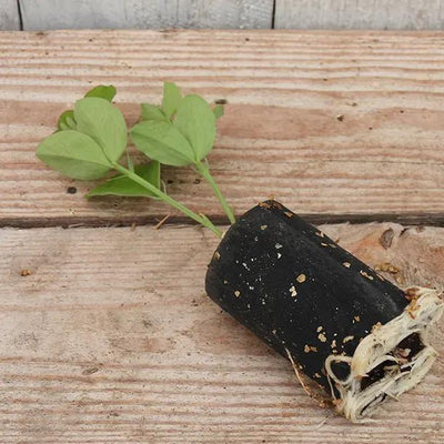 Anniversary Sweet Pea Seedling in a Jumbo Plug Showing Good Root Development