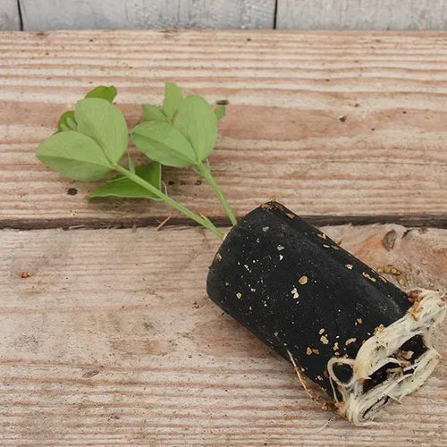 Anniversary Sweet Pea Seedling in a Jumbo Plug Showing Good Root Development
