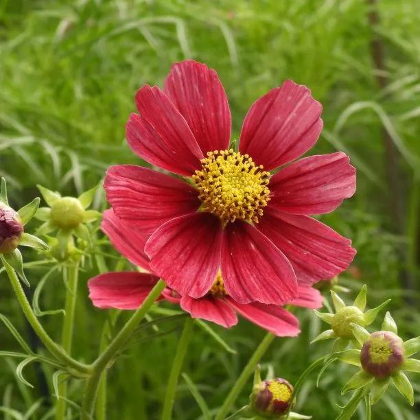 Antiquity Cosmos Flowers