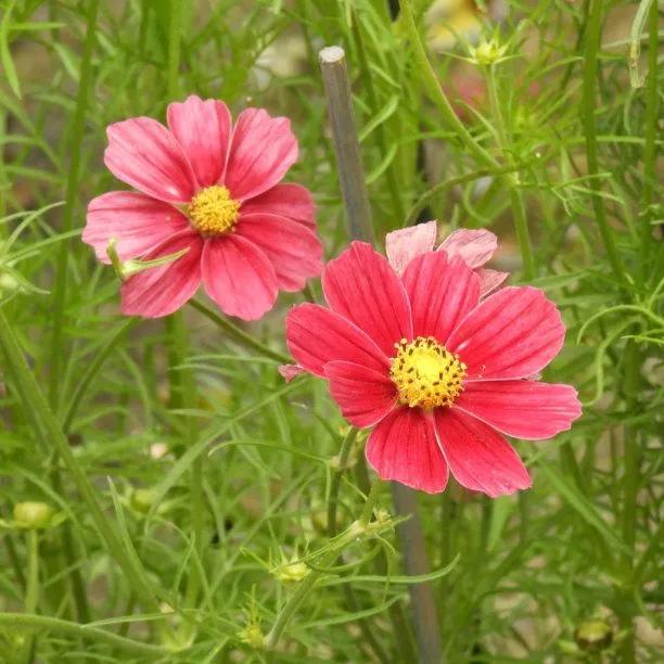 Antiquity Cosmos Flowers