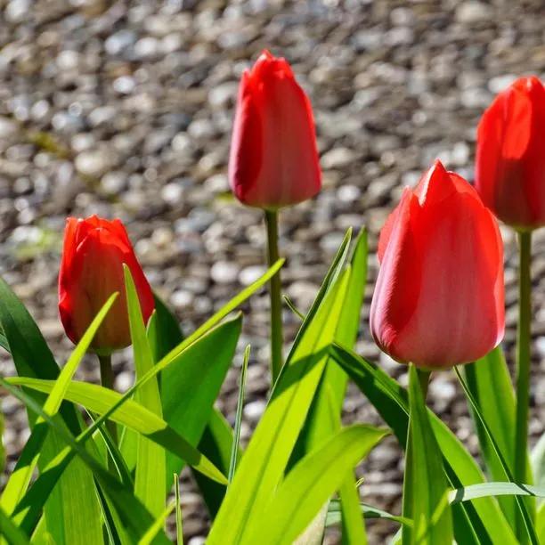 Apeldoorn Red Tulip Flowers