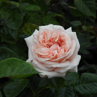 Aphrodite Hybrid Tea Rose Flowers