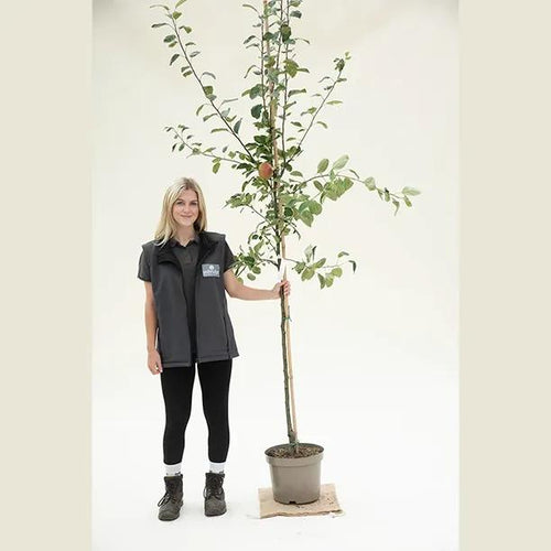Adams Pearmain Apple Tree Half Standard - 10 Litre Pot