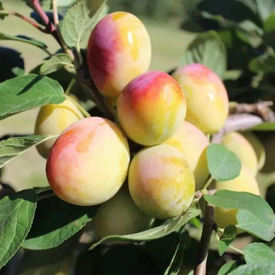 Aprimira Miracot Plums on the tree