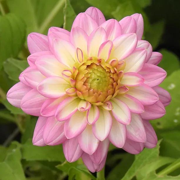 Arbatax Dahlia Flowers