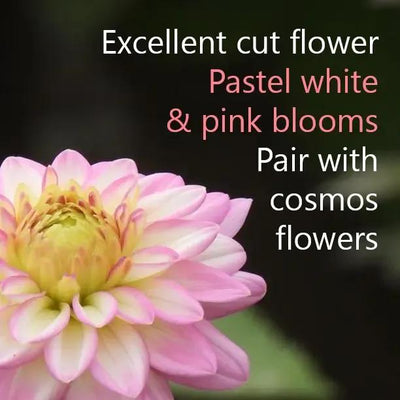 Arbatax Dahlia Flowers are Excellent Dahlia for Cutting