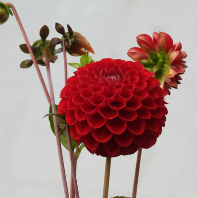 Close-up of a vibrant red dahlia with green leaves on a light gray background