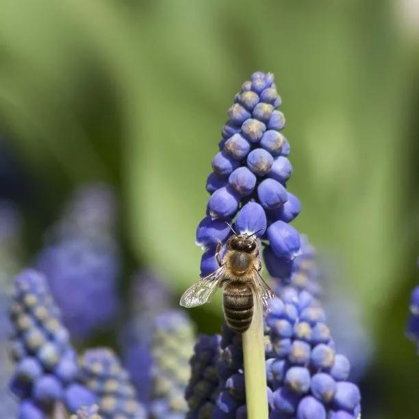 Armenian Grape Hyacinth Flowers