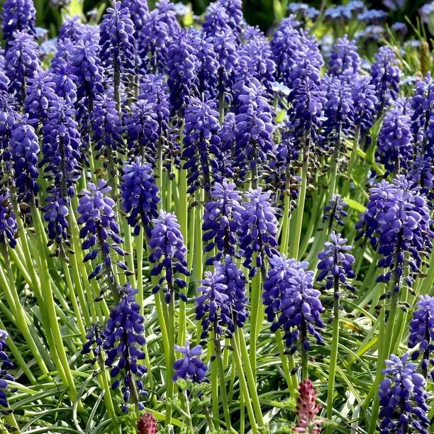 Armenian Grape Hyacinth Flowers