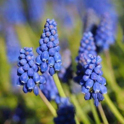 Armenian Grape Hyacinth Flowers