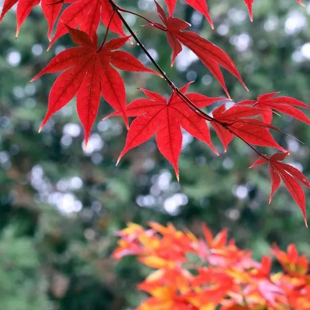 Armstrong Red Maple tree leaves in autumn