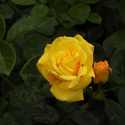 Arthur Bell Floribunda Rose Flowers