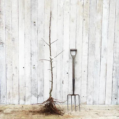 Bareroot Arthur Turner Maiden Apple Tree