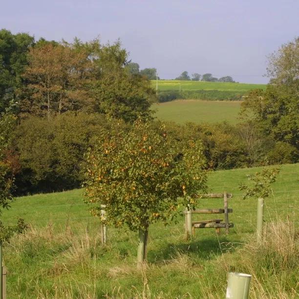 Ashridge Tree Guard Shelter