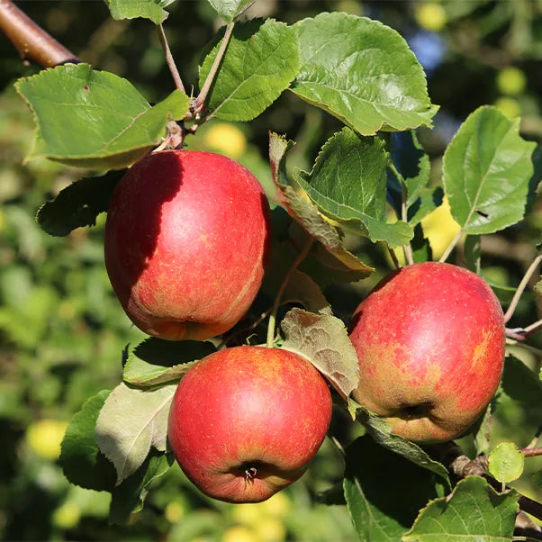 Ashton Brown Jersey cider apples on the tree