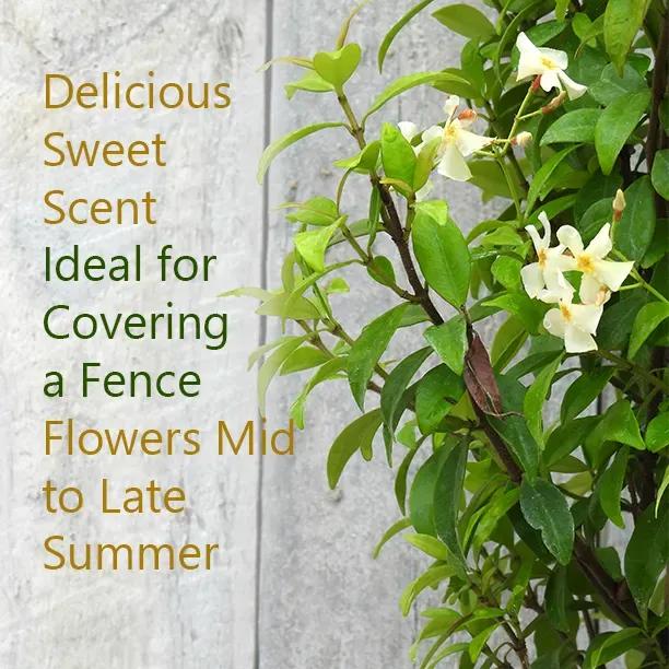 Asiatic Jasmine – Scented Cream Evergreen Trachelospermum