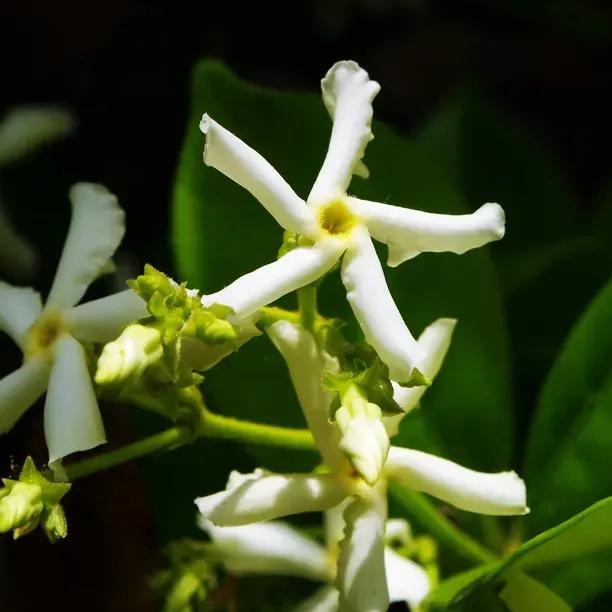 Asiatic Trachelospermum Flowers