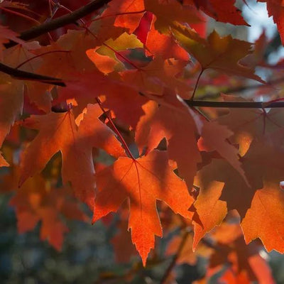 Autumn Blaze Maple Leaves in Autumn