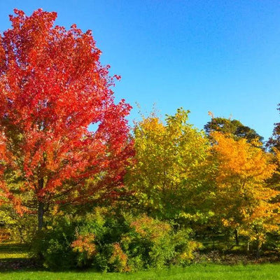 Mature Autumn Blaze Maple tree