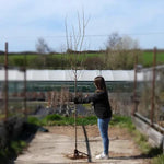 Bareroot Autumn Blaze Red Maple 6cm to 8cm girth Standard Tree