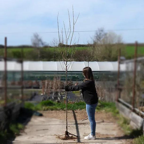 Bareroot Autumn Blaze Red Maple 6cm to 8cm girth Standard Tree