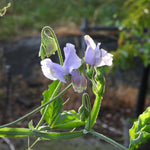 A close-up of light purple sweet pea flowers on a green pea plant in a garden, with a blurred natural background.