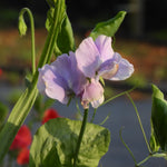 Light purple sweet pea flowers blooming on a green pea plant with large leaves in a garden setting.
