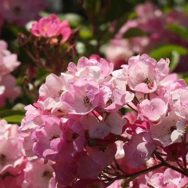 Ballerina Shrub Rose Flowers