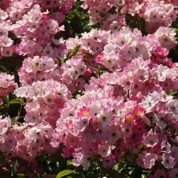 Ballerina Shrub Rose Flowers