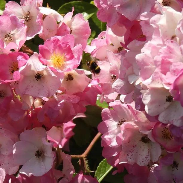 Ballerina Shrub Rose Flowers